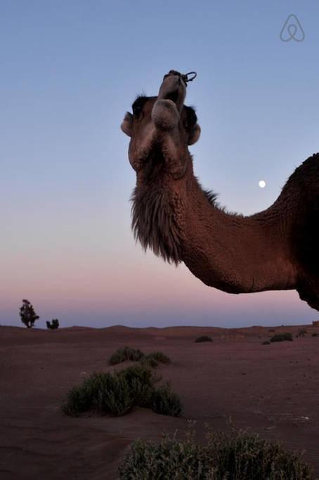 Riad De Reve زڭورة المظهر الخارجي الصورة